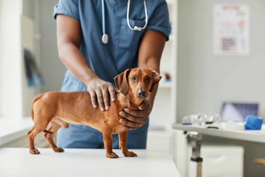 Inscrições para Castração de Cães e Gatos encerram hoje